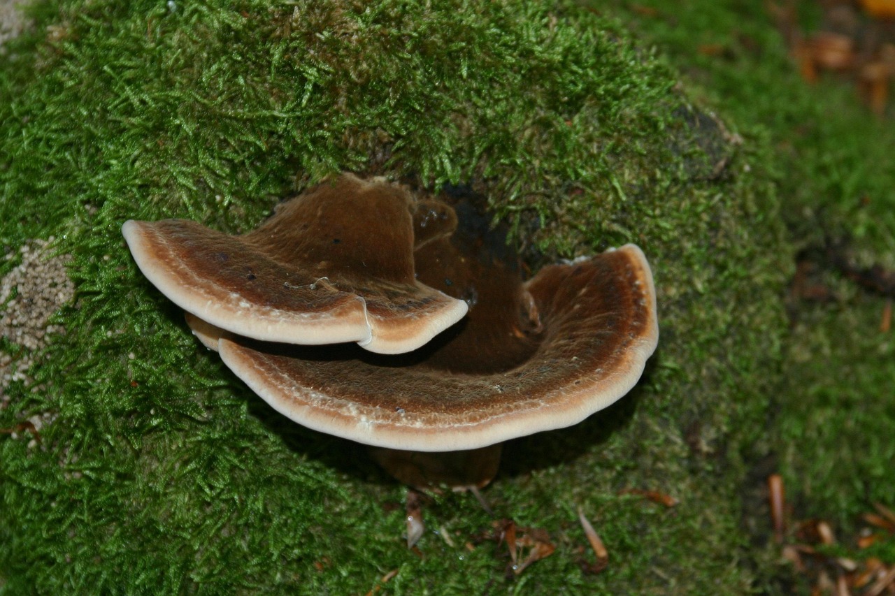 大唐王朝眉山篮球购买平台